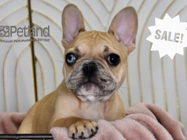 French Bulldog-Dog-Female-Fawn Merle-5535-Petland Lee's Summit, MO