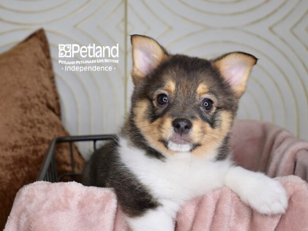 Corgi Pom-Dog-Female-Brown & White-5562-Petland Lee's Summit, MO