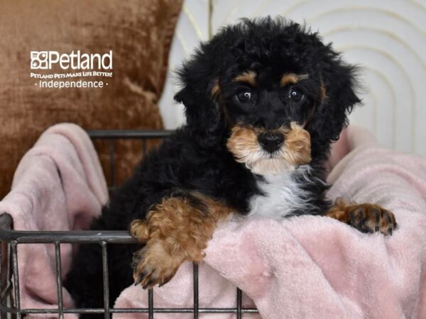 Miniature Poodle-Dog-Male-Black & Tan-5474-Petland Lee's Summit, MO