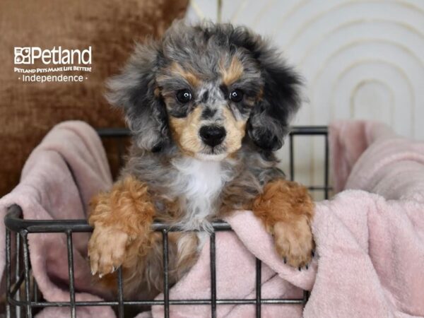 Miniature Poodle-Dog-Female-Blue Merle-5475-Petland Lee's Summit, MO