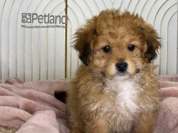 [#648] Sable White Markings Female Miniature Bernedoodle 2nd Gen Puppies For Sale