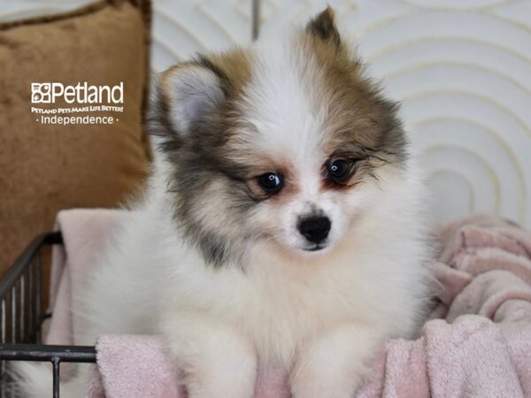 Pomeranian-Dog-Male-Orange Sable Parti-5506-Petland Lee's Summit, MO