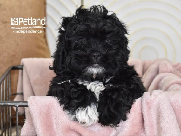Pekeapoo-Dog-Male-Black-5504-Petland Lee's Summit, MO