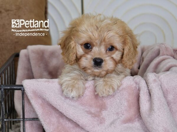 Cavapoo-Dog-Male-Apricot-5502-Petland Lee's Summit, MO