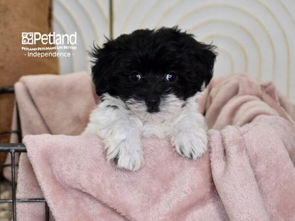 Maltipoo-Dog-Female-Black & White-5498-Petland Lee's Summit, MO
