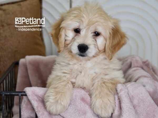 Miniature Goldendoodle-Dog-Female-Golden-5486-Petland Lee's Summit, MO