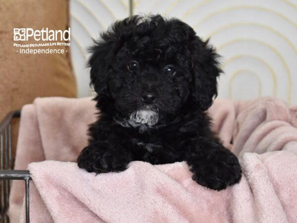 Miniature Bernedoodle 2nd Gen-Dog-Female-Black-5489-Petland Lee's Summit, MO