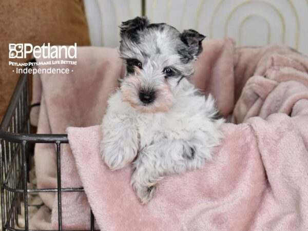 Miniature Schnauzer-Dog-Female-Blue Merle Parti-5511-Petland Lee's Summit, MO