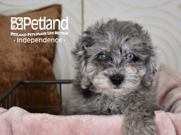Miniature Goldendoodle 2nd Gen-Dog-Female-Blue Merle-5522-Petland Lee's Summit, MO