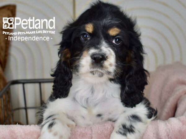 Cocker Spaniel-Dog-Male-Black & White-5519-Petland Lee's Summit, MO