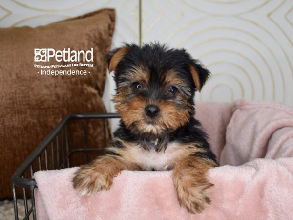 Yorkshire Terrier-Dog-Female-Black & Tan-5532-Petland Lee's Summit, MO