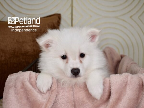 American Eskimo-Dog-Female-White-5525-Petland Lee's Summit, MO
