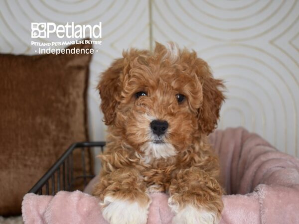 Miniature Bernedoodle 2nd Gen-Dog-Male-Red-5541-Petland Lee's Summit, MO