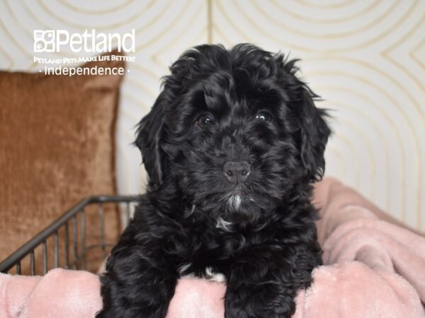 Miniature Bernedoodle 2nd Gen-Dog-Male-Black-5542-Petland Lee's Summit, MO