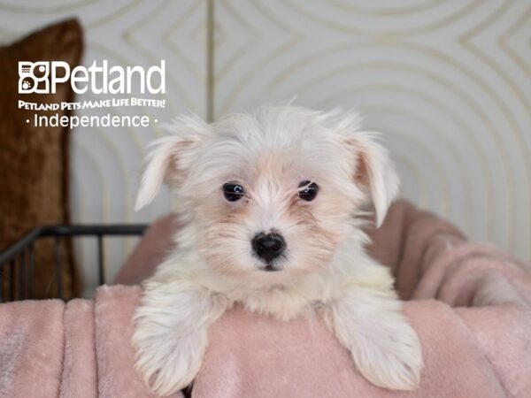 Yorkshire Terrier-Dog-Male-White Parti-5538-Petland Lee's Summit, MO