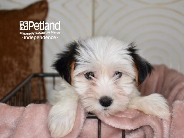 Yorkshire Terrier-Dog-Female-White & Black Parti-5539-Petland Lee's Summit, MO