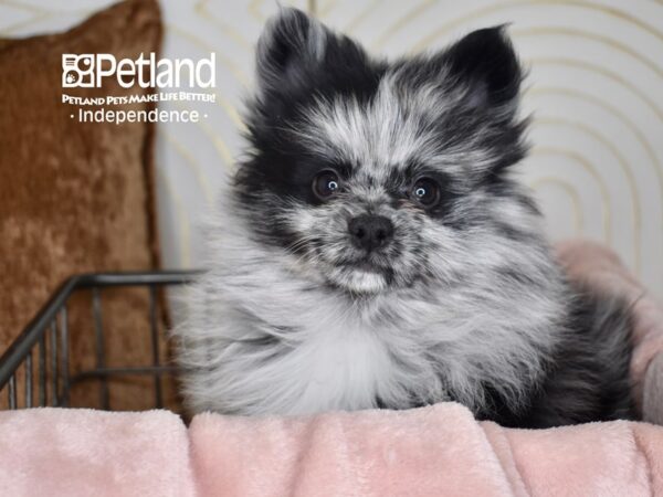 Pomeranian-Dog-Male-Blue Merle-5534-Petland Lee's Summit, MO