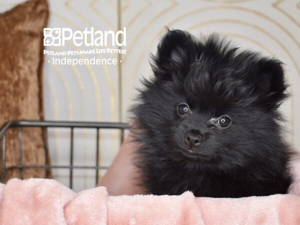 Pomeranian-Dog-Female-Black-5533-Petland Lee's Summit, MO