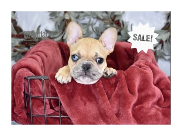 French Bulldog-Dog-Male-Fawn Merle-5536-Petland Lee's Summit, MO