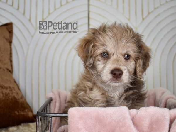 [#680] Chocolate Merle Male Miniature Goldendoodle 2nd Gen Puppies For Sale