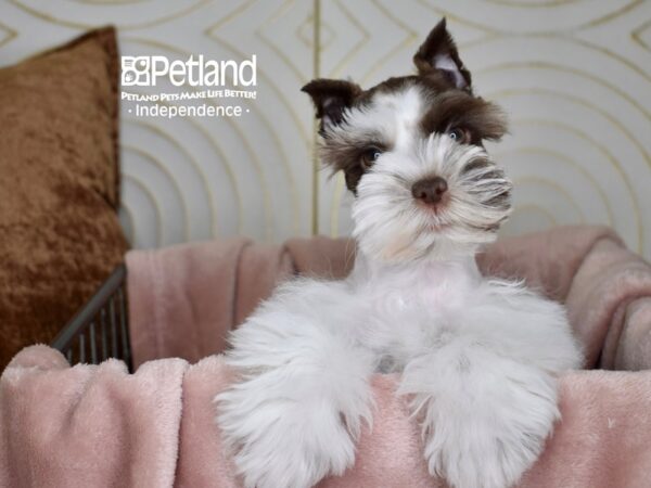 Miniature Schnauzer-Dog-Male-Chocolate & White-5574-Petland Lee's Summit, MO