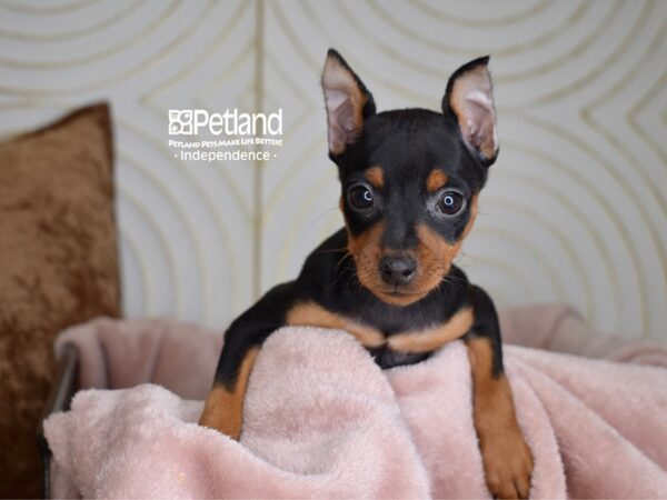 Miniature Pinscher-Dog-Female-black and tan-5567-Petland Lee's Summit, MO