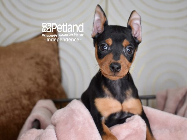 Miniature Pinscher-Dog-Male-black and tan-5565-Petland Lee's Summit, MO