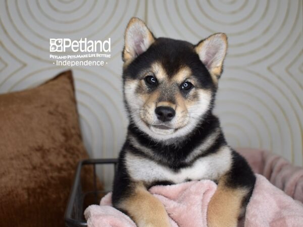 Shiba Inu-Dog-Male-Black & Tan-5564-Petland Lee's Summit, MO