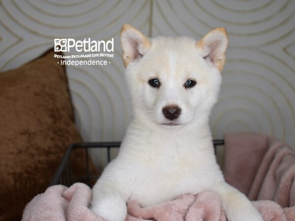 Shiba Inu-Dog-Female-Cream-5563-Petland Lee's Summit, MO
