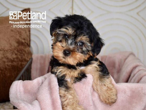 Yorkie Poo-Dog-Male-Black & Tan-5552-Petland Lee's Summit, MO