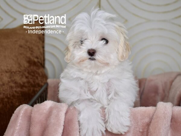 Maltipoo-Dog-Female-White-5547-Petland Lee's Summit, MO