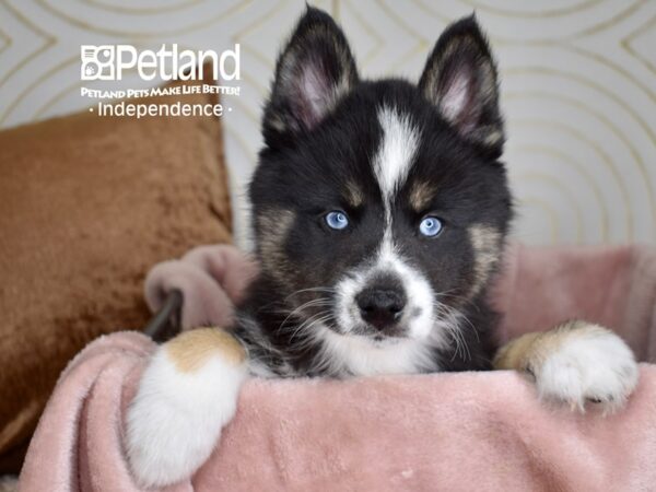 Pomsky-Dog-Male-Tri-5559-Petland Lee's Summit, MO