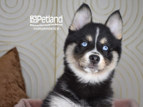 Pomsky-Dog-Female-Tri-5556-Petland Lee's Summit, MO