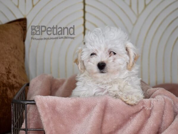 Toy Aussiedoodle-Dog-Female-White Cream on Ears-694-Petland Lee's Summit, Missouri