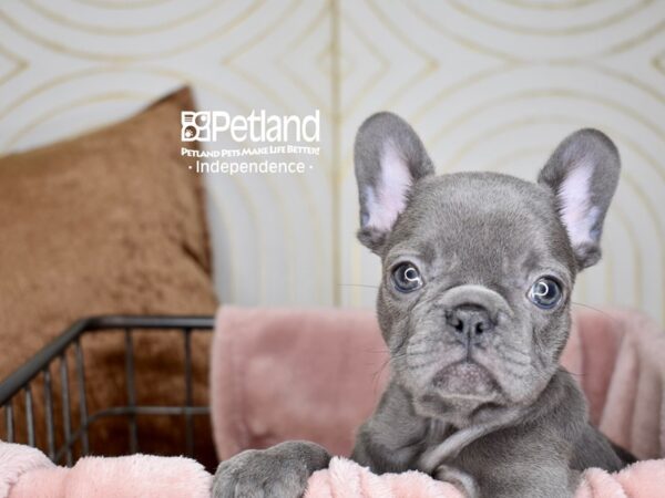 French Bulldog-Dog-Female-BLUE-5581-Petland Lee's Summit, MO