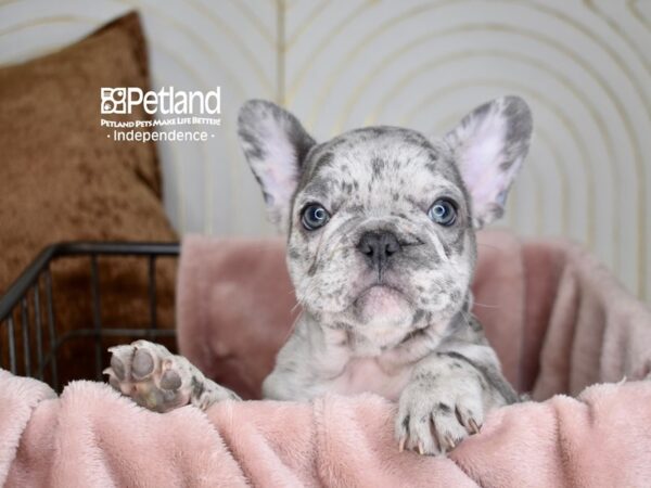 French Bulldog-Dog-Male-Blue Merle-5584-Petland Lee's Summit, MO
