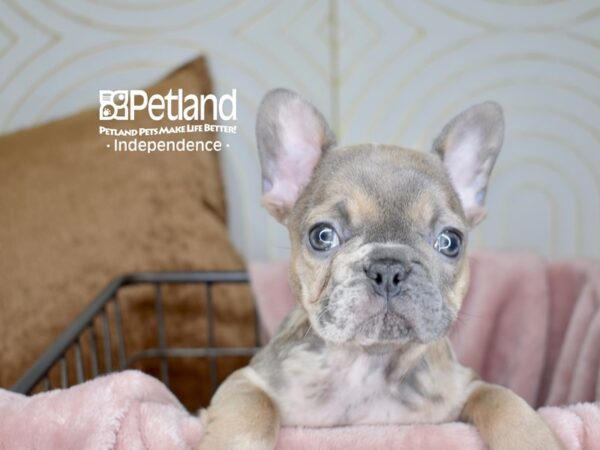 French Bulldog-Dog-Male-Blue Merle-5582-Petland Lee's Summit, MO