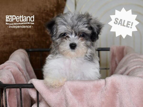 Maltipoo-Dog-Male-Merle & White-5467-Petland Lee's Summit, MO