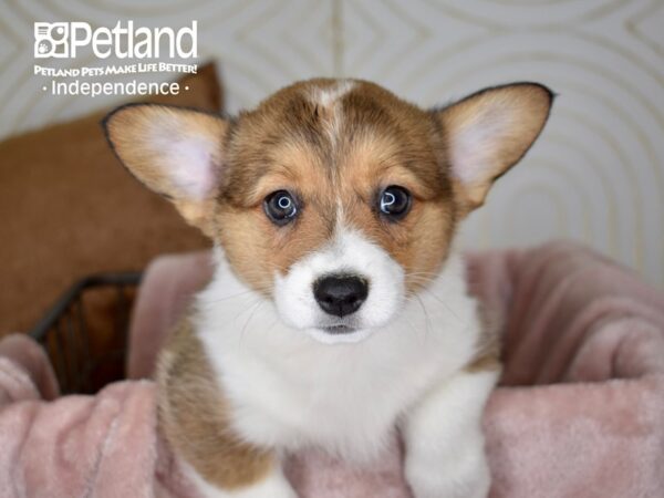 Pembroke Welsh Corgi-Dog-Female-Sable-5588-Petland Lee's Summit, MO