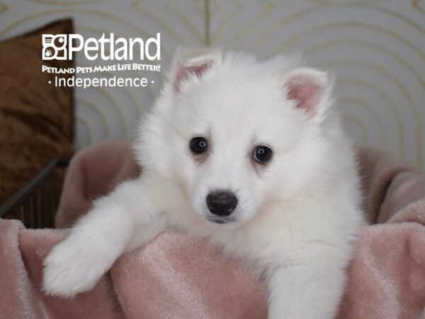 American Eskimo-Dog-Male-White-5599-Petland Lee's Summit, MO