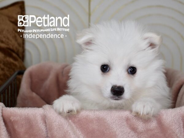 American Eskimo-Dog-Female-White-5602-Petland Lee's Summit, MO