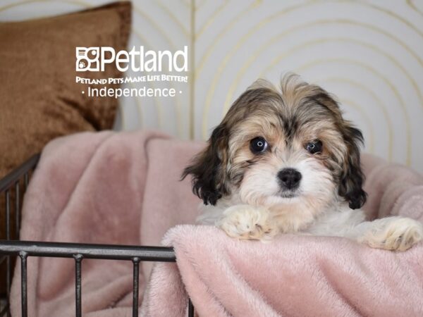Cavachon-Dog-Female-Sable & White-5598-Petland Lee's Summit, MO