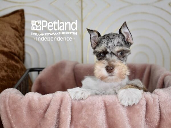 Miniature Schnauzer-Dog-Female-Chocolate & White-5603-Petland Lee's Summit, MO
