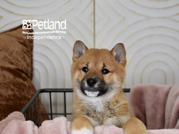 Shiba Inu-Dog-Female-Red Sesame-5607-Petland Lee's Summit, MO