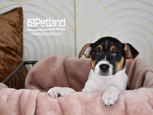 Jack Russell Terrier-Dog-Male-White Black Markings Tan Points-5610-Petland Lee's Summit, MO