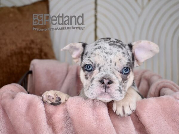 [#728] Blue Merle Female French Bulldog Puppies For Sale