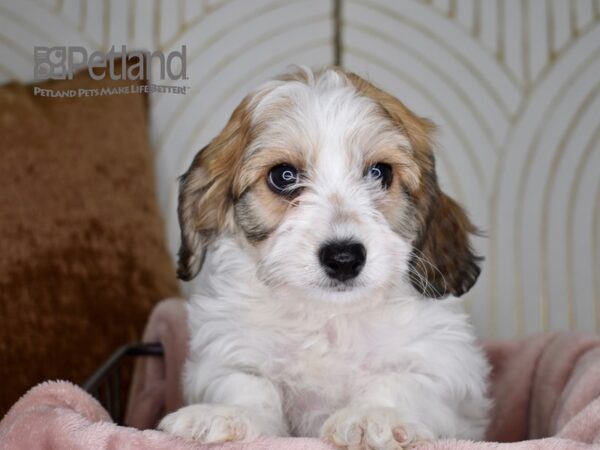 [#716] Brown & White Male Cavachon Puppies For Sale