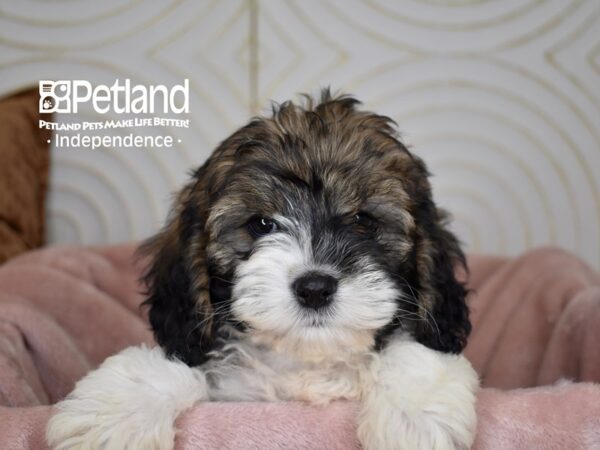 Cockapoo-Dog-Female-Sable & White-5620-Petland Lee's Summit, MO