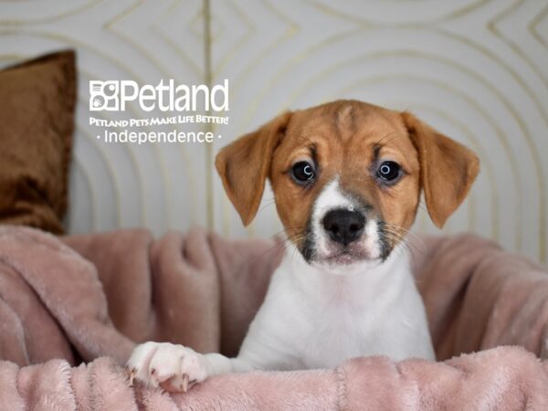 Jack Russell Terrier-Dog-Female-White Tan Markings-5619-Petland Lee's Summit, MO