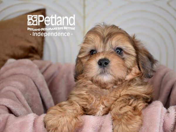Shih-Poo-Dog-Male-Chocolate-5623-Petland Lee's Summit, MO